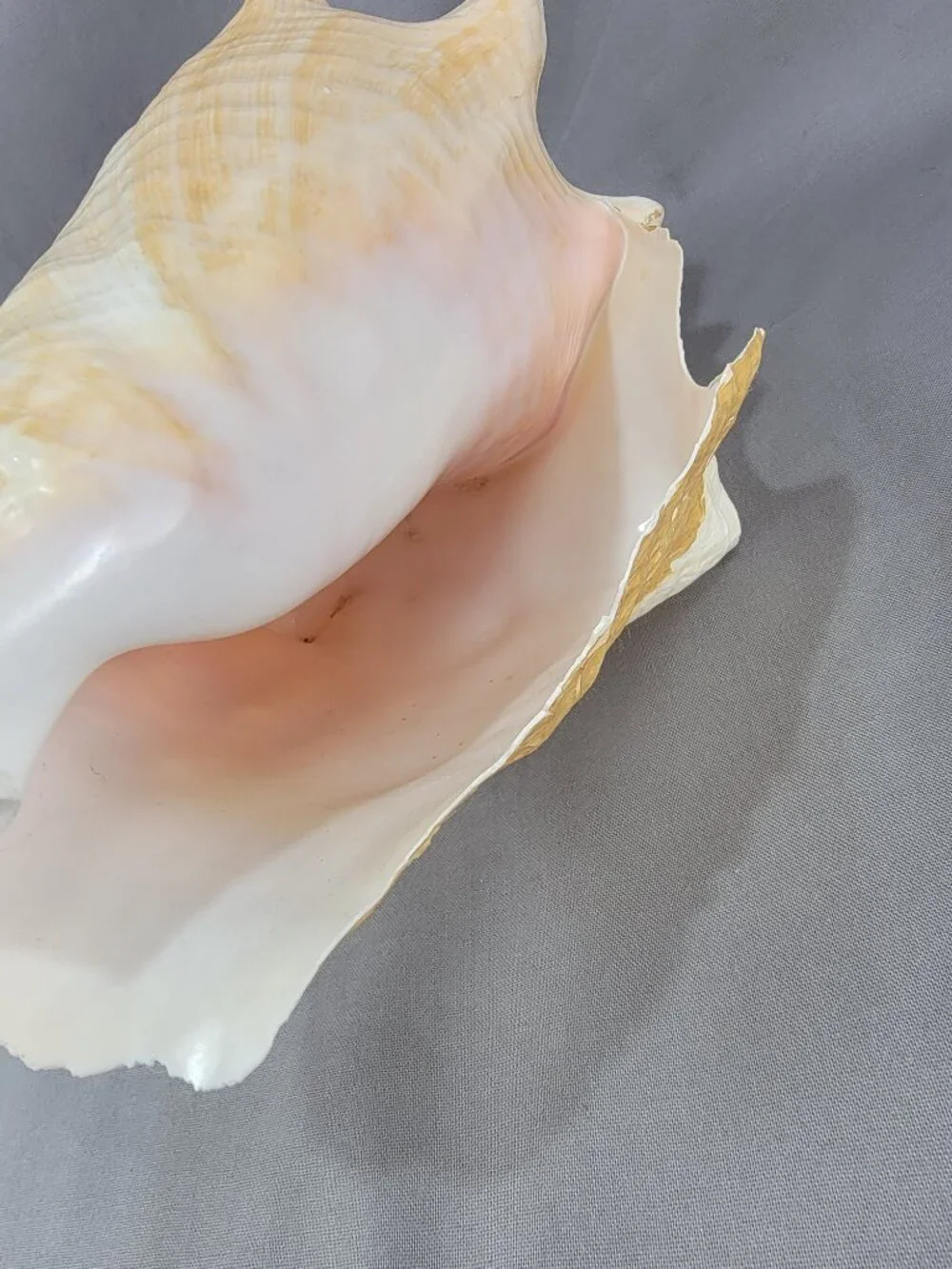 Vtg Natural Conch Seashell Shell Beach Nautical Home Decor Weathered Distressed